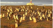 Lobos y pingüinos en Punta Arenas
